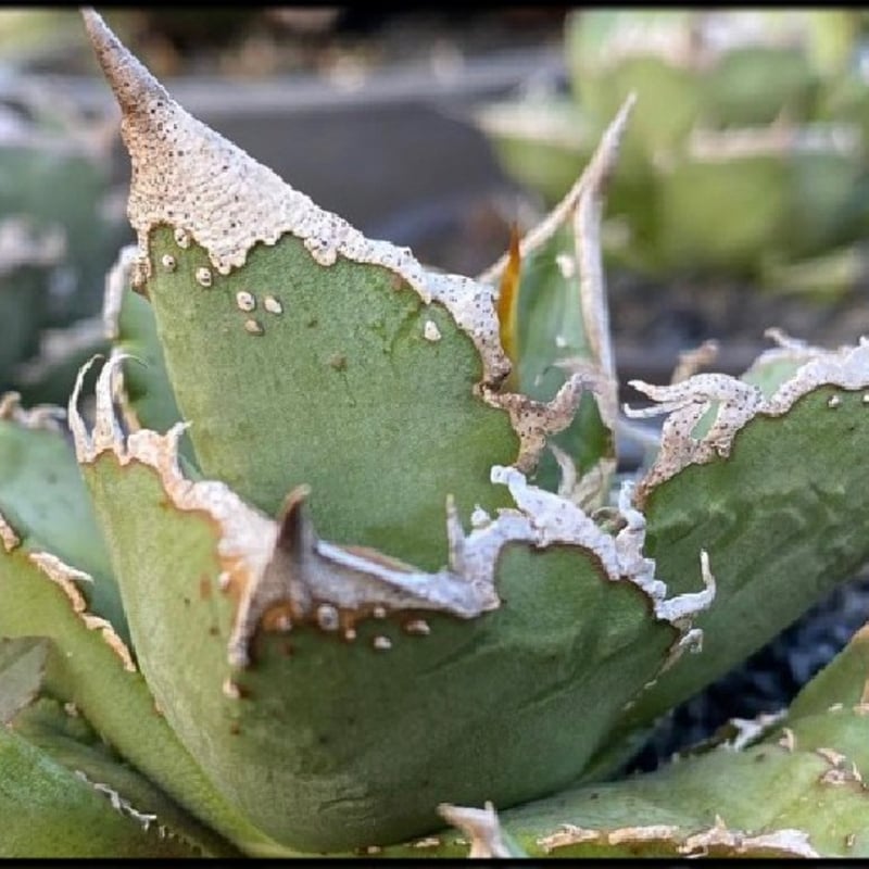 希少ブツブツ系アガベ】痘痘龍(豆豆龍)子株 / チタノタ | プラントウィズ