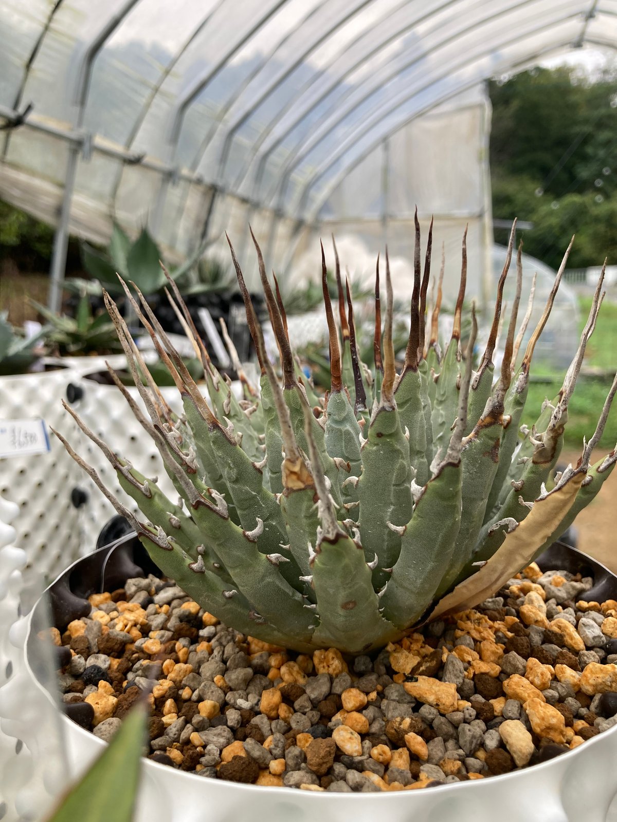 ユタエンシス・エボリスピナ 完全発根個体（250912） | アガベの専門店