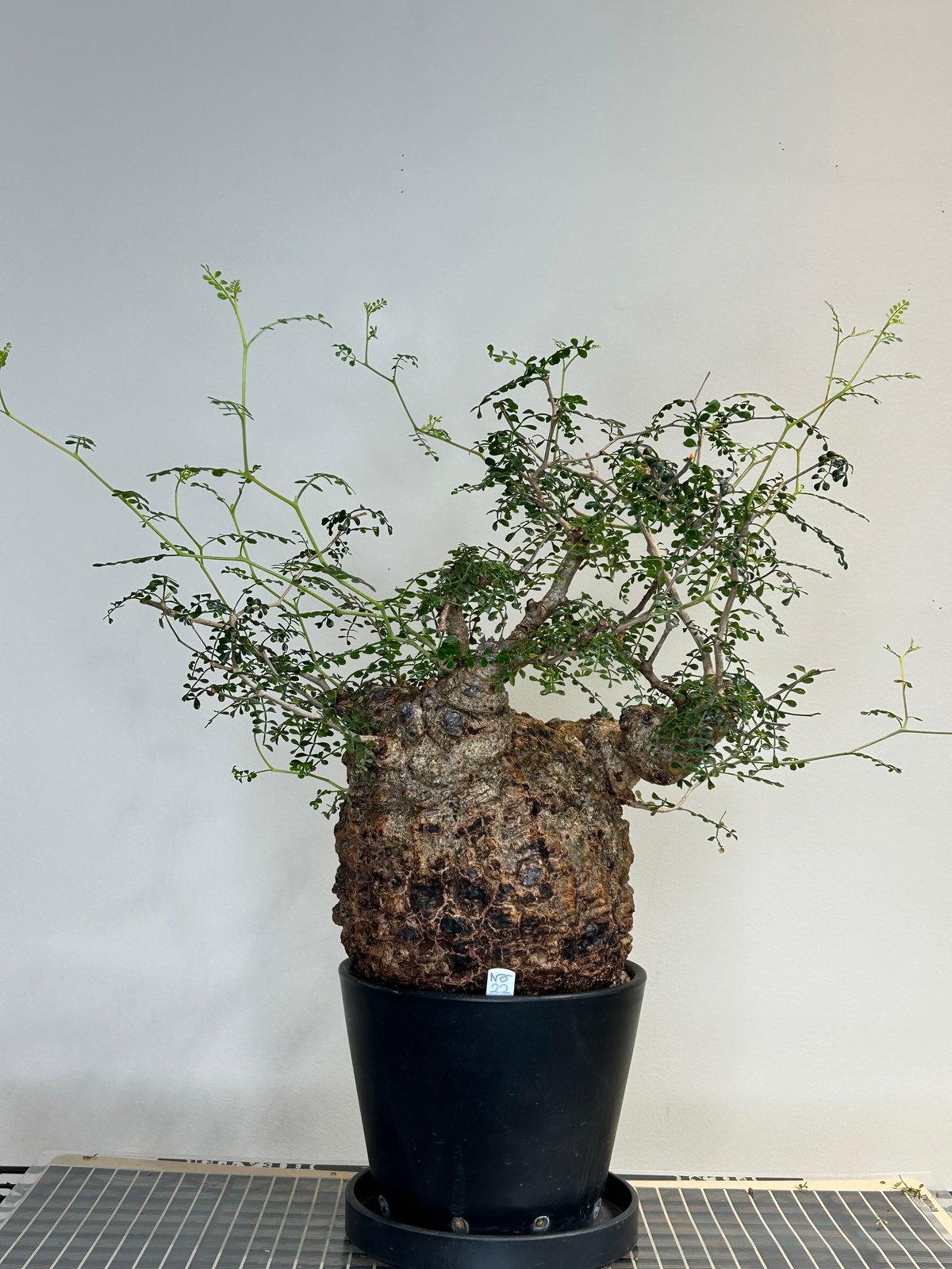 オペルクリカリアパキプス No.22 | R&A Caudex Plants