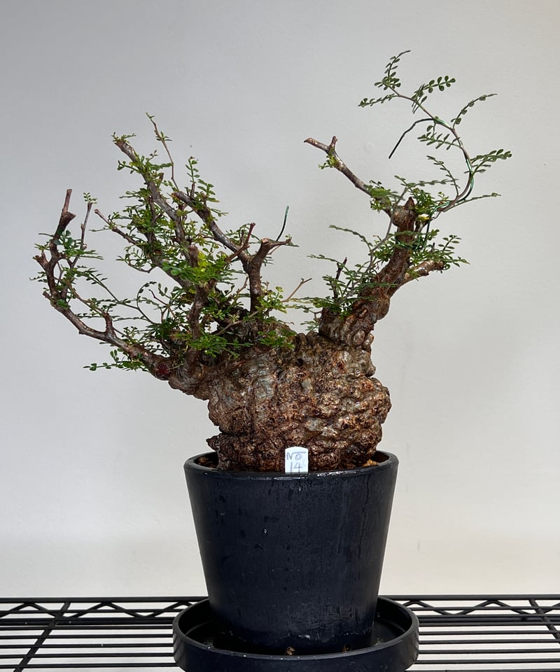 オペルクリカリアパキプス No.14 | R&A Caudex Plants