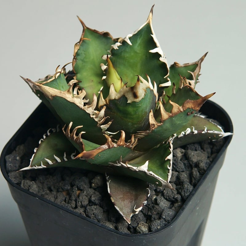 アガベ チタノタ ”レッドキャットウィーズル / ゴリ猫” | RADICE