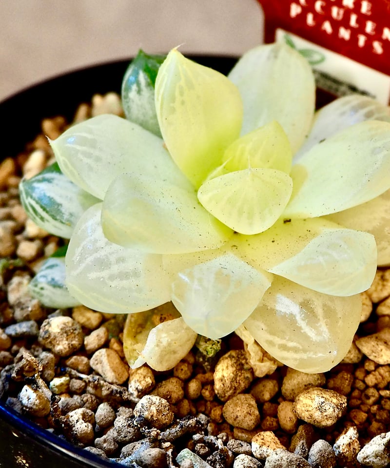 ハオルチア オブツーサ錦 極上斑(6/29撮影) | BB Plants Store