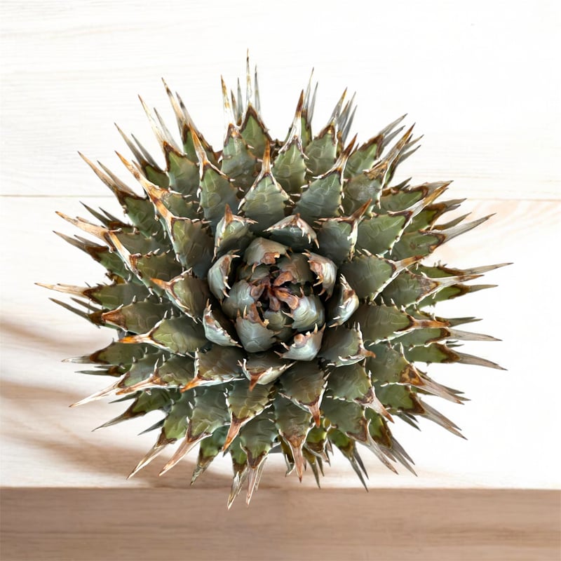 訳アリ特価！アガベ ユタエンシス エボリスピナ蕾型（（USA株）発根