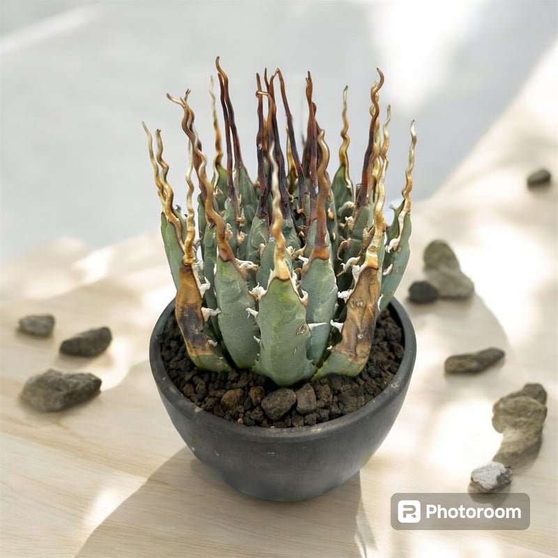 アガベ ユタエンシス エボリスピナ陽炎（（USA株）発根済み | HARENOHI