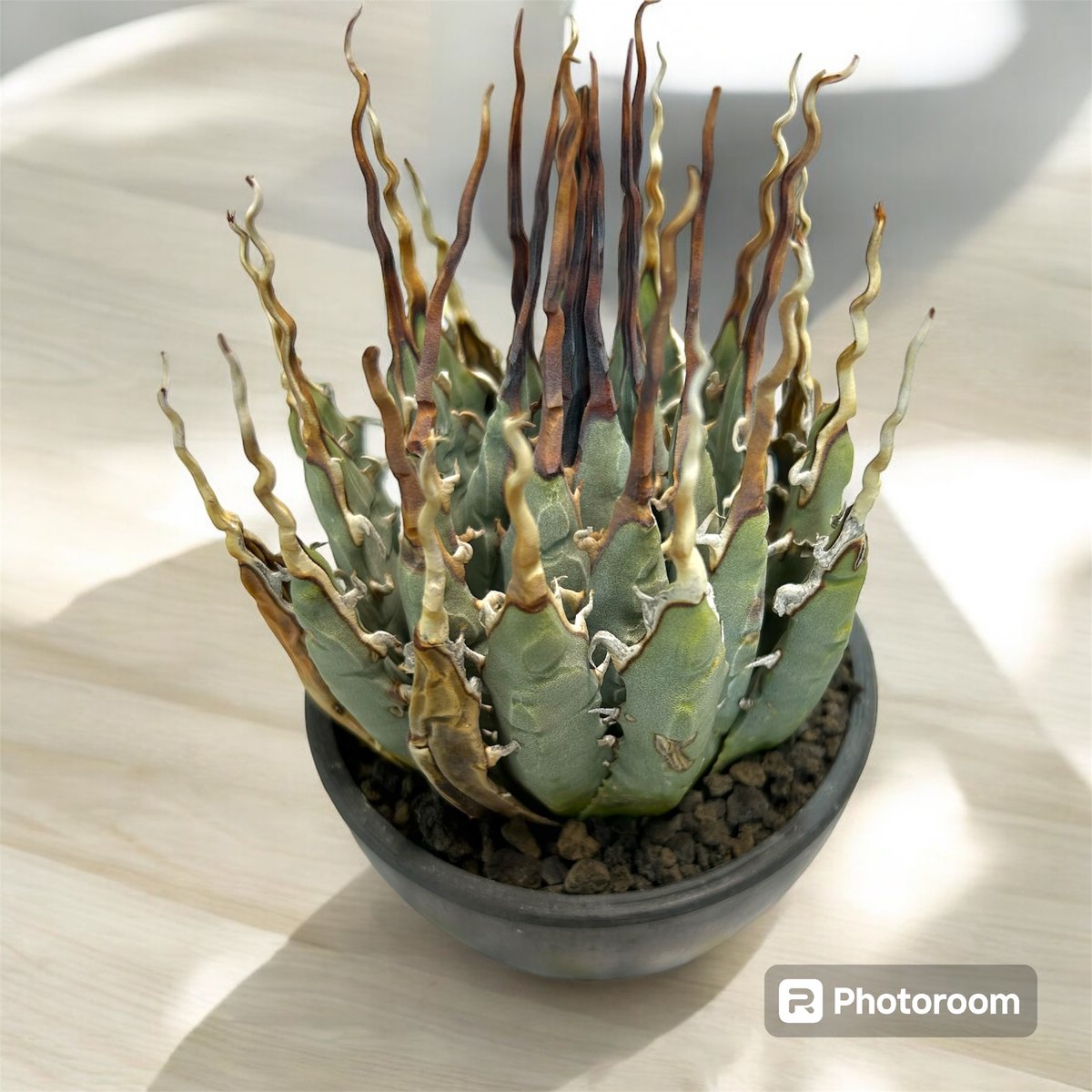 アガベ ユタエンシス エボリスピナ陽炎（（USA株）発根済み | HARENOHI