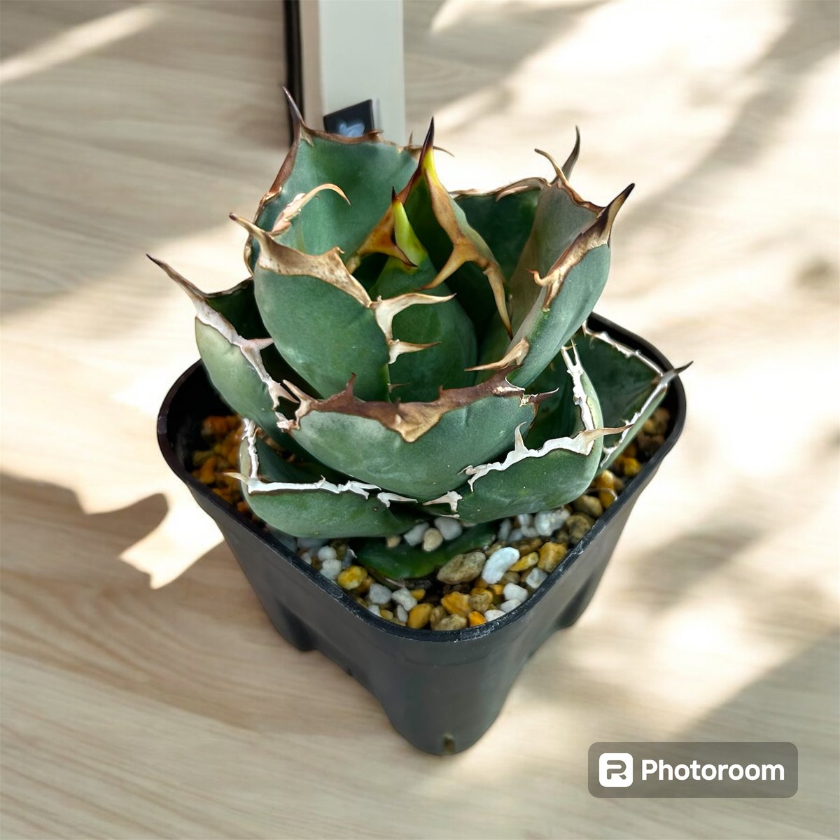 アガベ チタノタ ローズ | HARENOHI-PLANTS