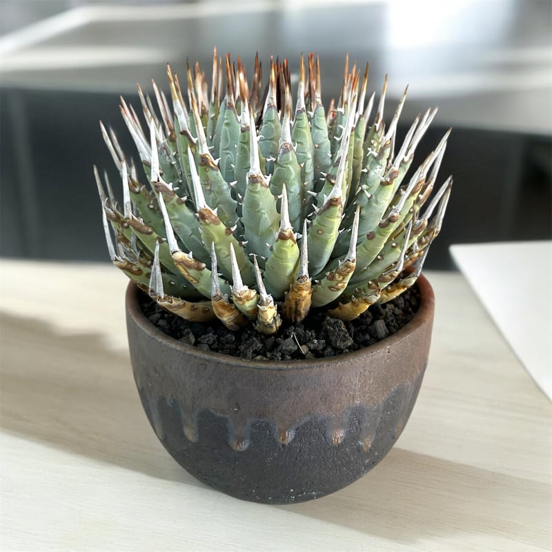 訳アリ特価！アガベ ユタエンシス エボリスピナ蕾型（（USA株）発根