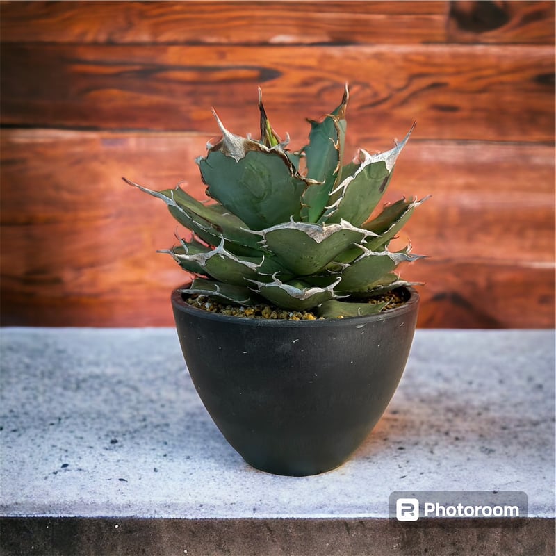 アガベ チタノタ FO-076大株 | HARENOHI-PLANTS