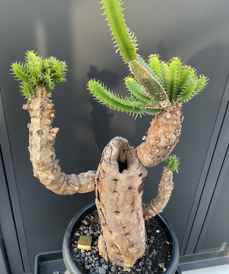 ユーフォルビア・ムランジーナ | Sun・Shepherd