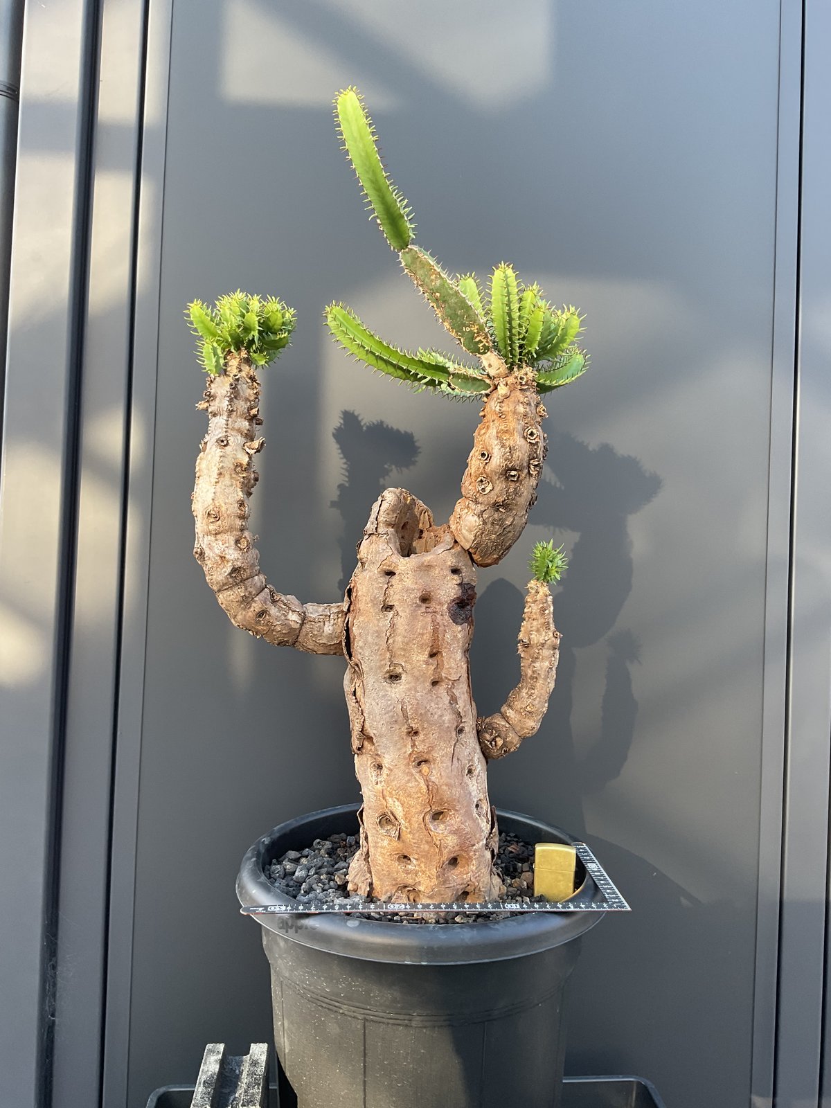 ユーフォルビア・ムランジーナ | Sun・Shepherd