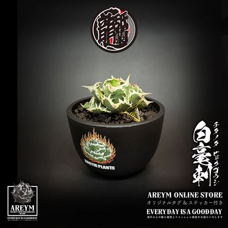 初売りセット13】103 TC2株 アガベ 翼竜 白豪刺 太棘 鉢ごと発送 2026