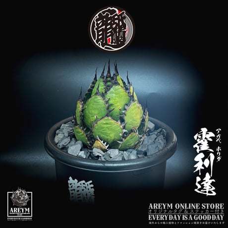 CATEGORY アガベ 中株 | アレイムプランツ