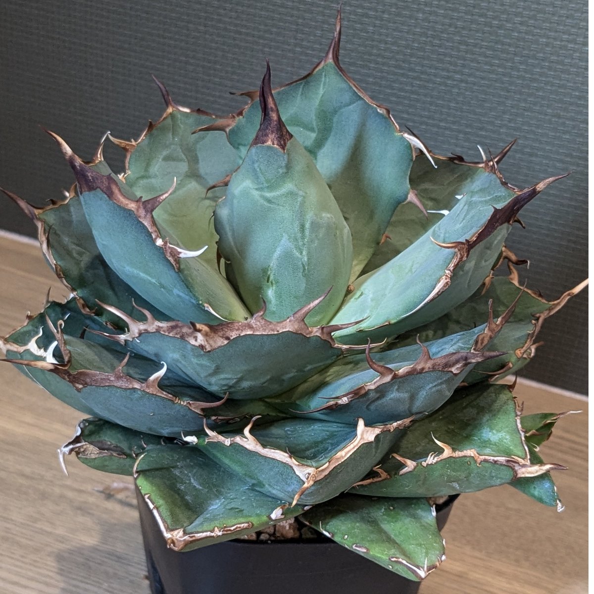 アガベ チタノタ ペルシアンドワーフ | FELICITA