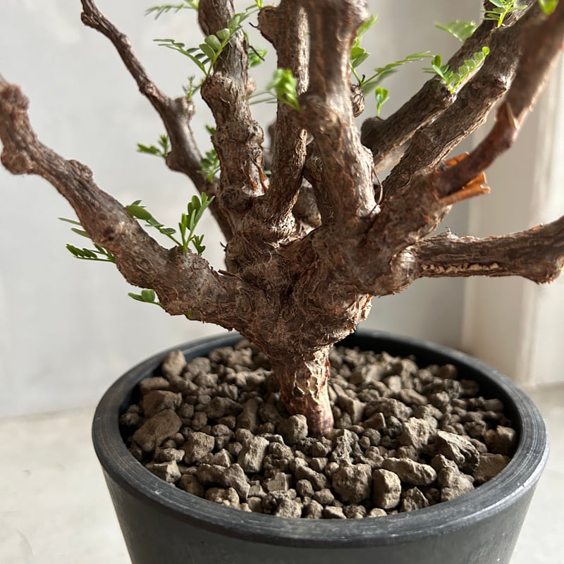 センナ メリディオナリス(実生) | ソレトナ植物店