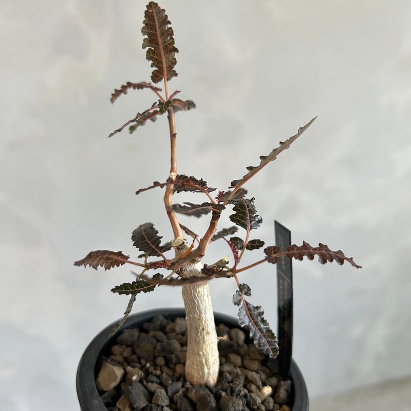 ボスウェリア ソコトラナ（銀葉タイプ） ボスウェリア・ソコトラナ」は