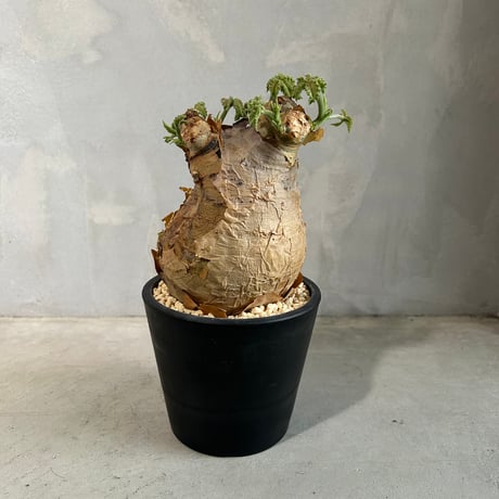 キフォステンマウターマクロプス | STORES