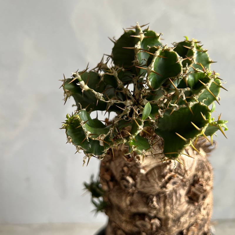 ユーフォルビア ムランジーナ (発根済み) | ソレトナ植物店