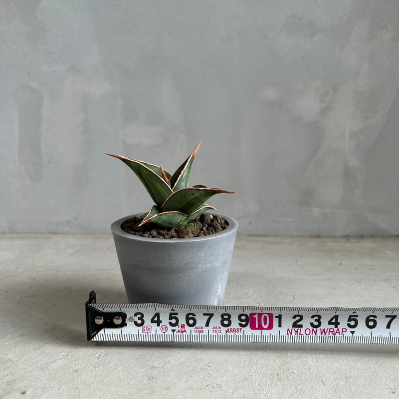 サンセベリア ピングイキュラ 斑入り | ソレトナ植物店