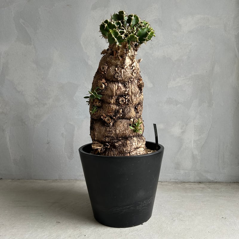 ユーフォルビア ムランジーナ 発根済 ムランジーナ発根済みです