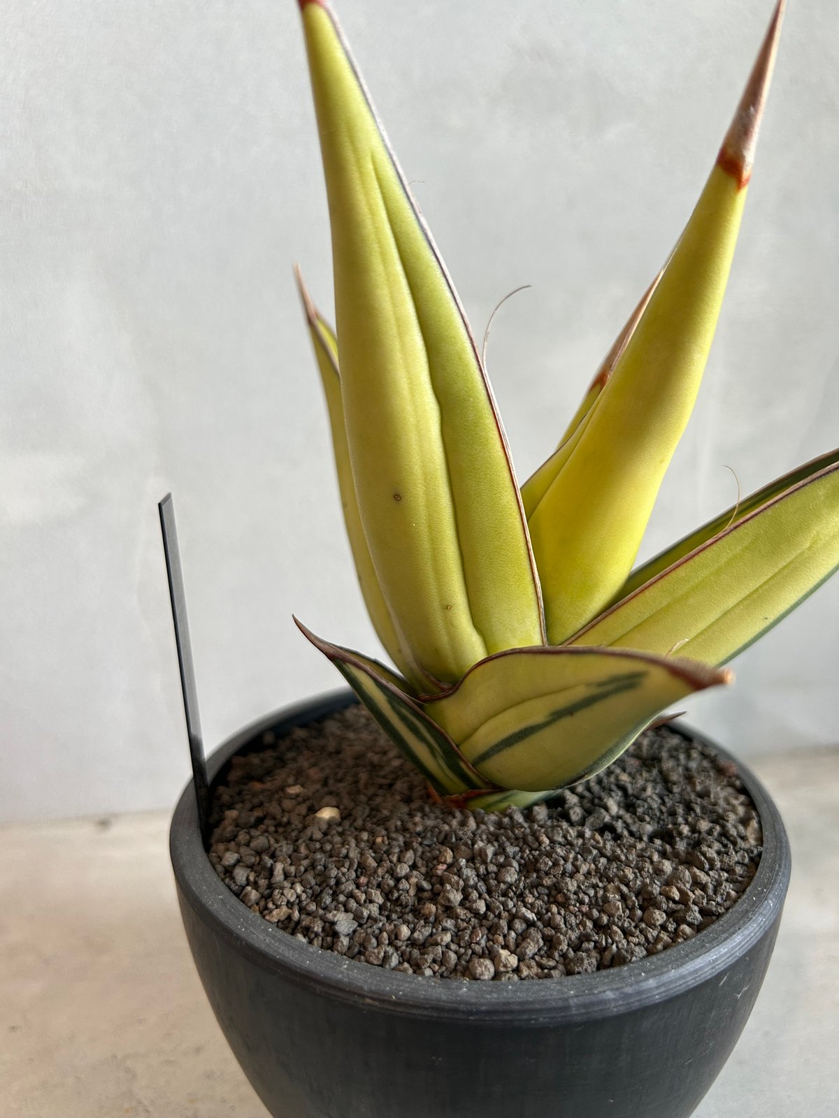 サンセベリア ピングイキュラ 斑入り | ソレトナ植物店