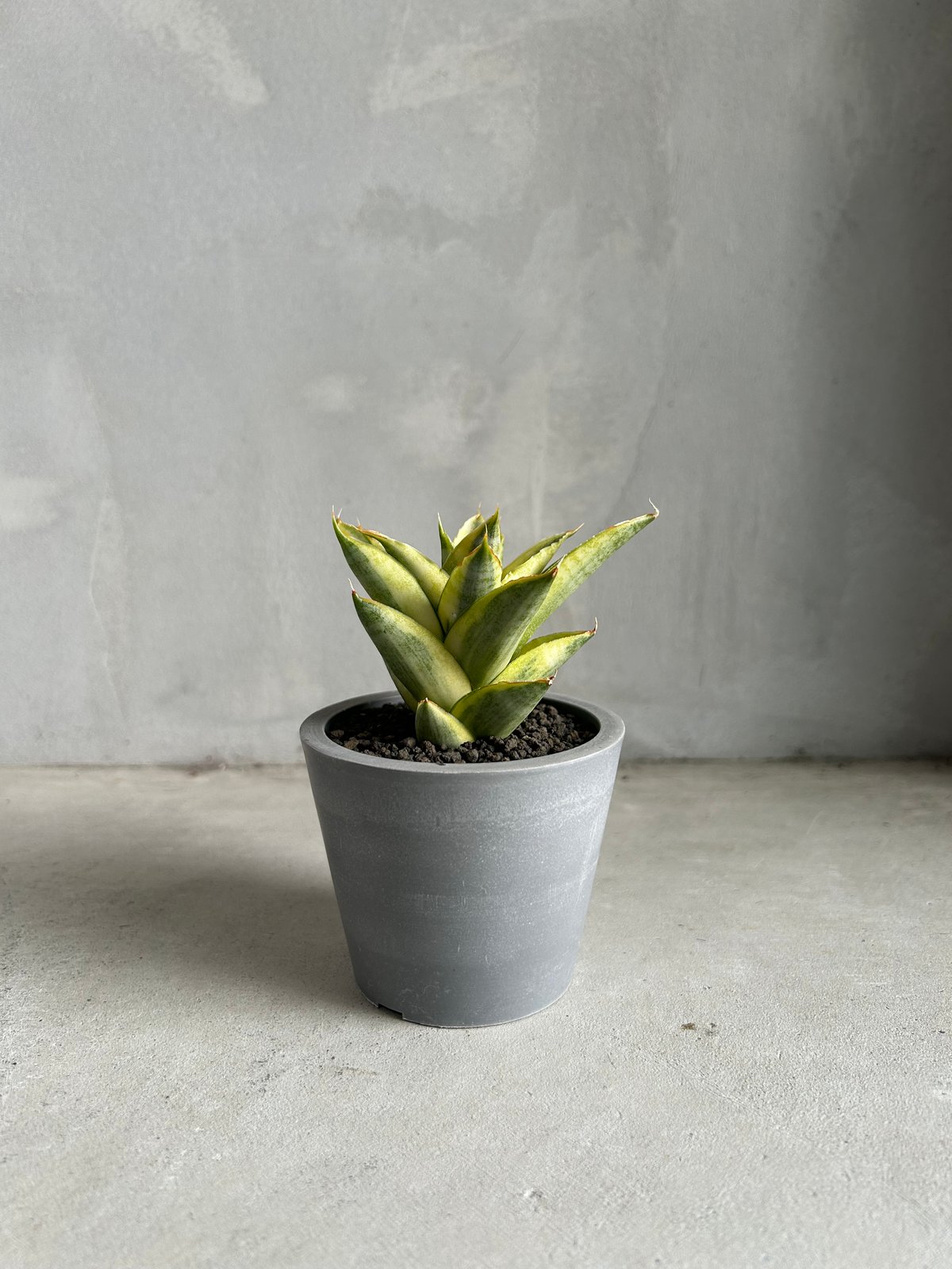 サンセベリア パゴダ 斑入り | ソレトナ植物店