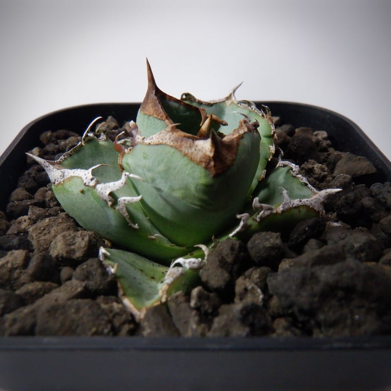 アガベ チタノタ 清櫻 セオ | TAMA PLANTS