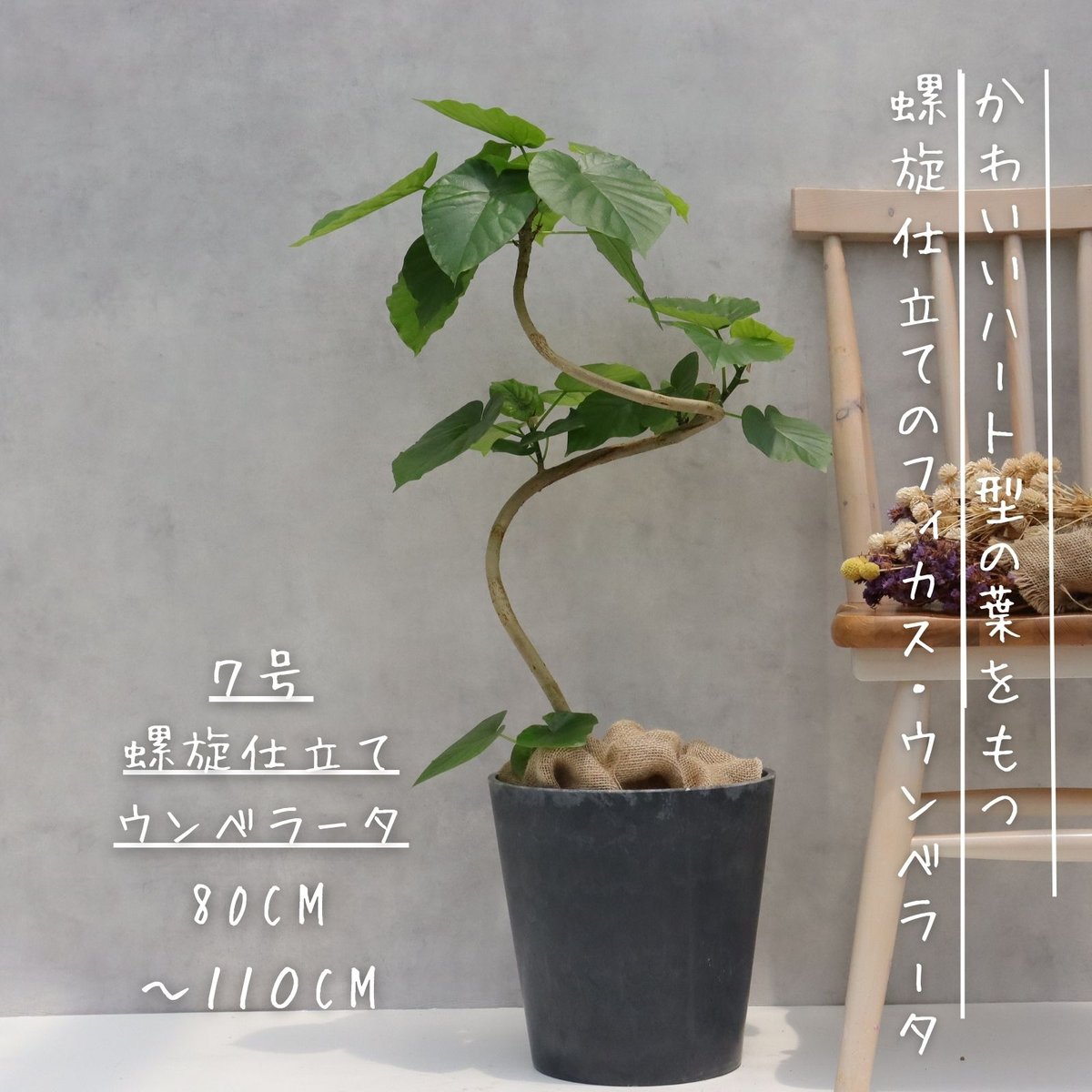 フィカス ウンベラータ 曲がり 螺旋 仕立て ゴムの木 お祝い ギフト