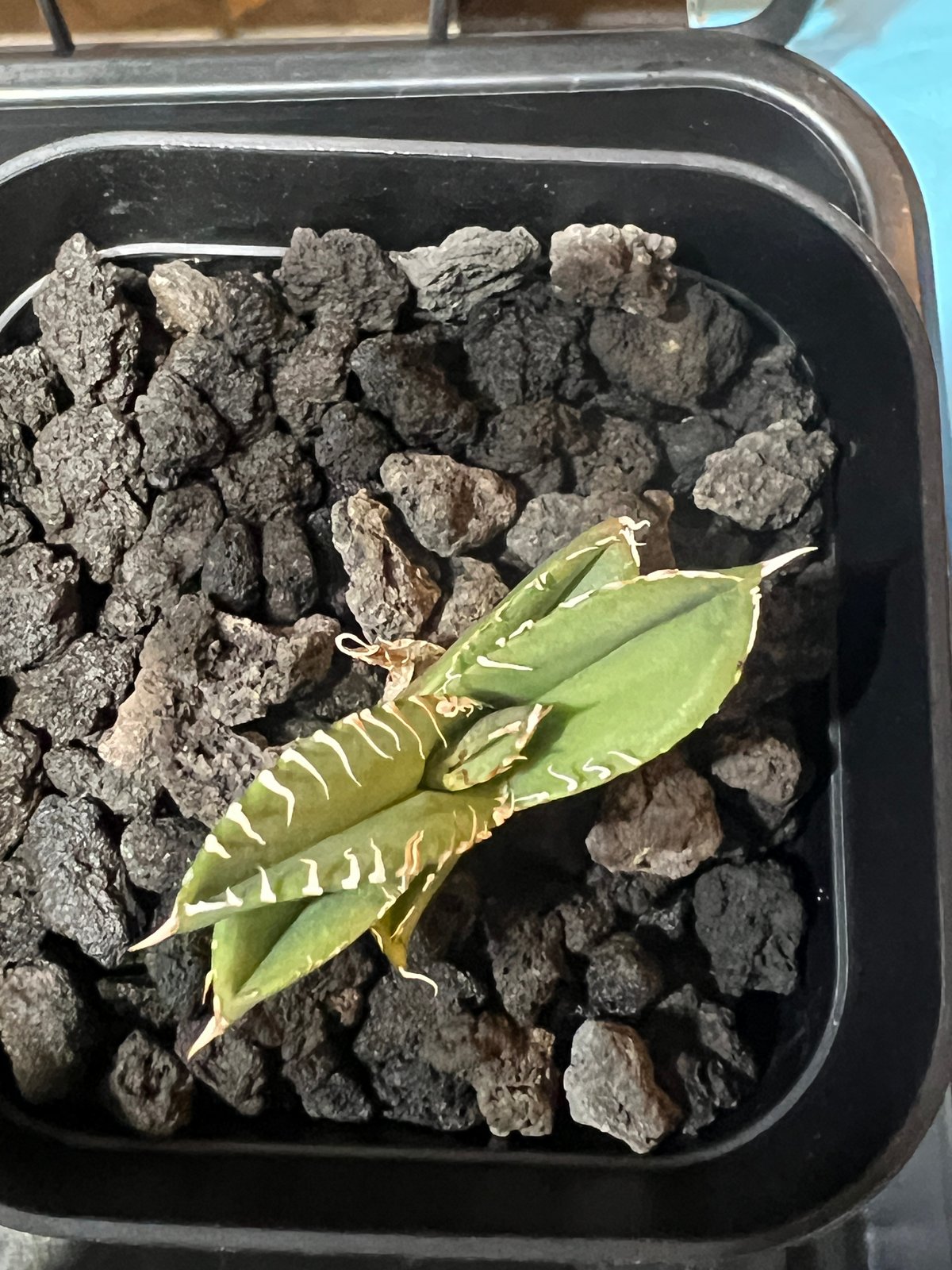 子株】 アガベ チタノタ CJ special【大白鯊タイプ】 | RAINBOW PLANTS