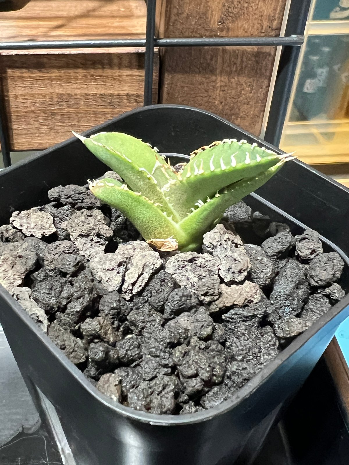 子株】 アガベ チタノタ CJ special【大白鯊タイプ】 | RAINBOW PLANTS