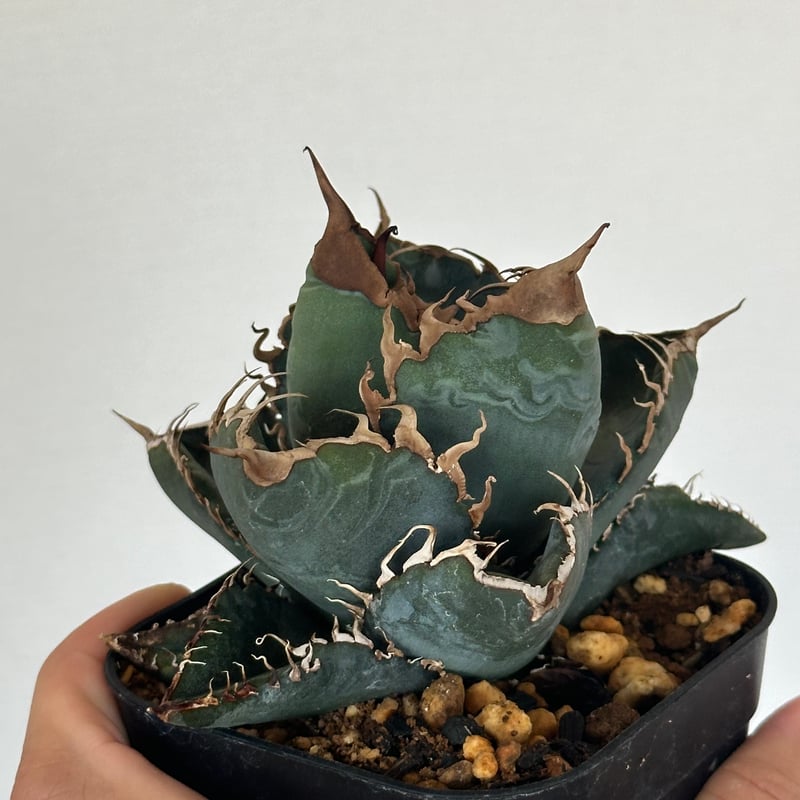 アガベ チタノタ 悪魔くん/スーパーチタノタ/bakemono（発根済TC苗