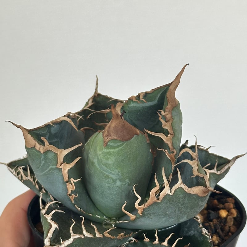 アガベ チタノタ 悪魔くん/スーパーチタノタ/bakemono（発根済TC苗