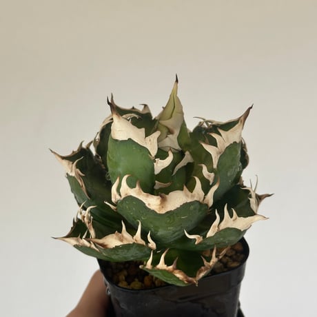 アガベチタノタレッドキャットウィーズル | STORES