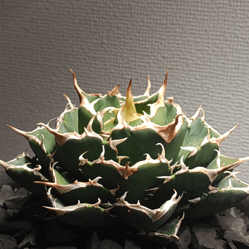 アガベ NOVA （ノヴァ）発根済み子株① | slow glower