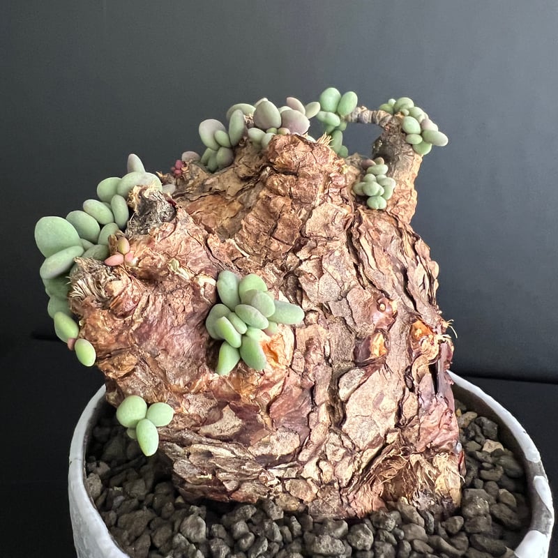 ケラリアピグマエア 現地株 発根済 b5 | HANDS PLANTS