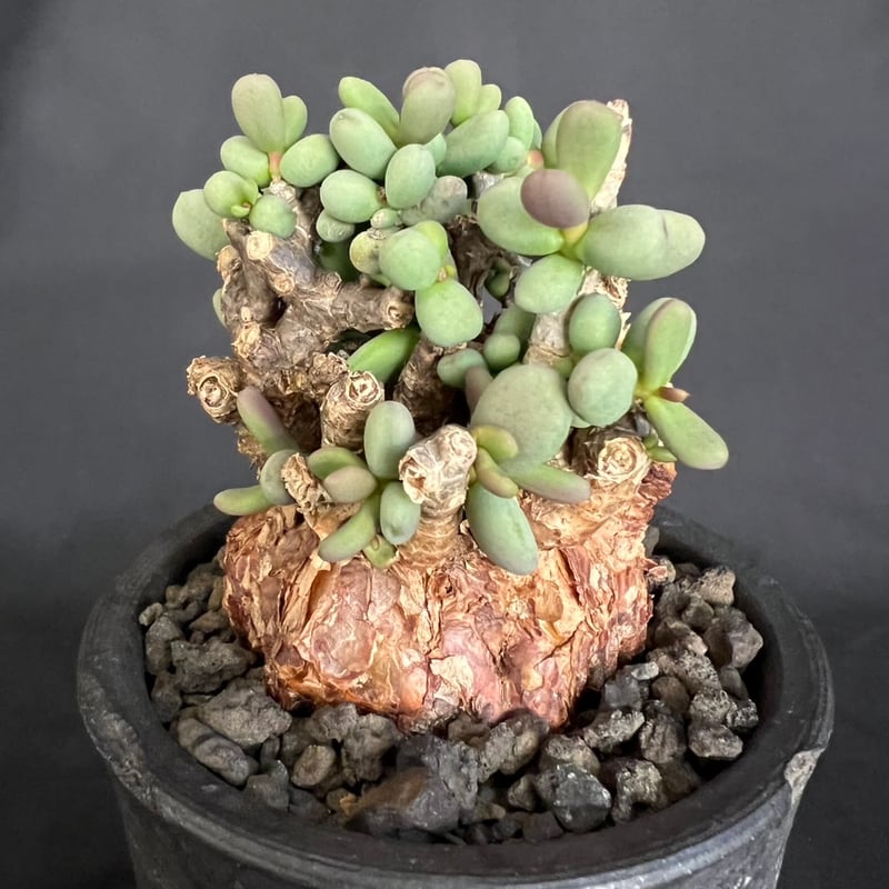 ケラリアピグマエア 現地株 発根済g | HANDS PLANTS