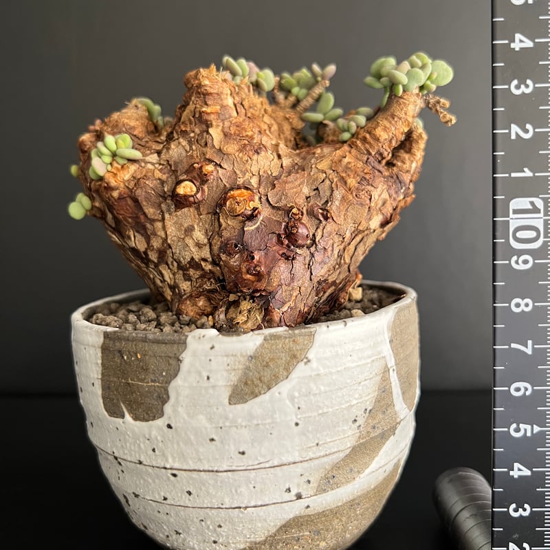 ケラリアピグマエア 現地株 発根済 b5 | HANDS PLANTS