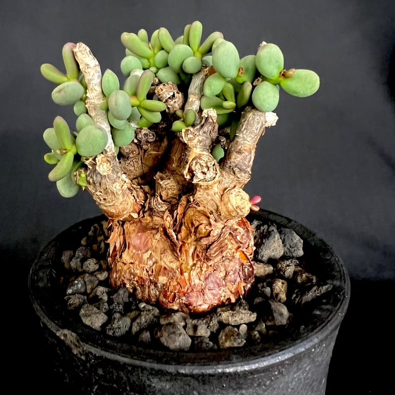 ケラリアピグマエア 現地株 発根済g | HANDS PLANTS