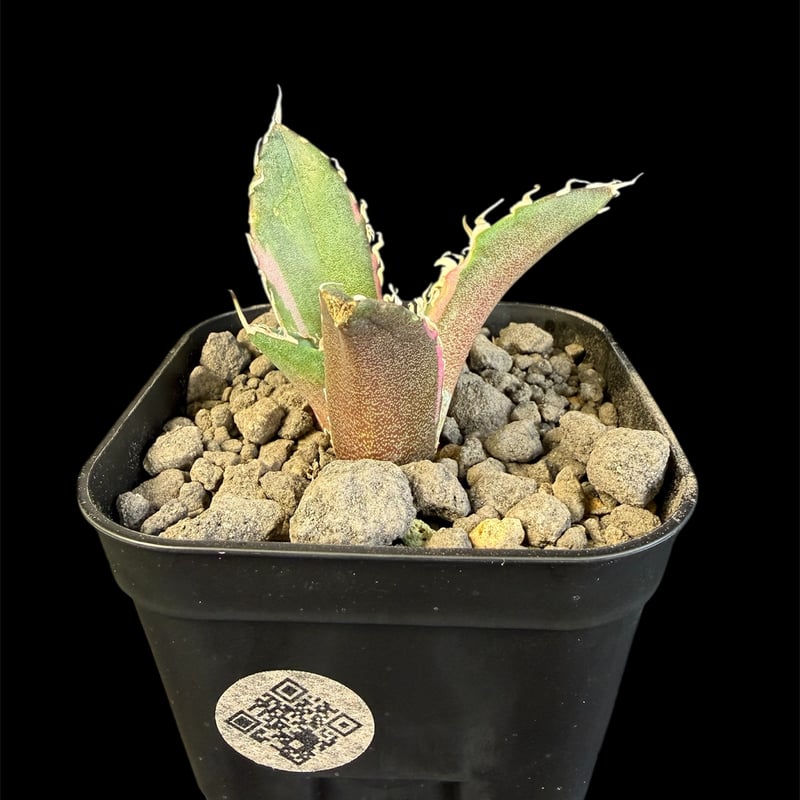 アガベ チタノタ 白鯨錦 B | HANDS PLANTS