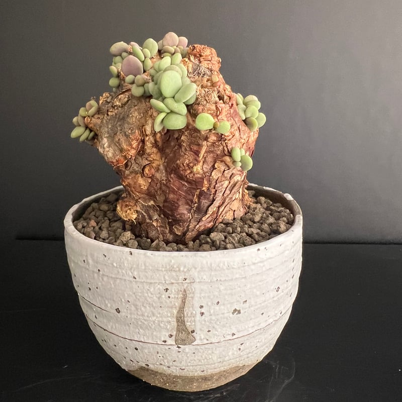 ケラリアピグマエア 現地株 発根済 b5 | HANDS PLANTS