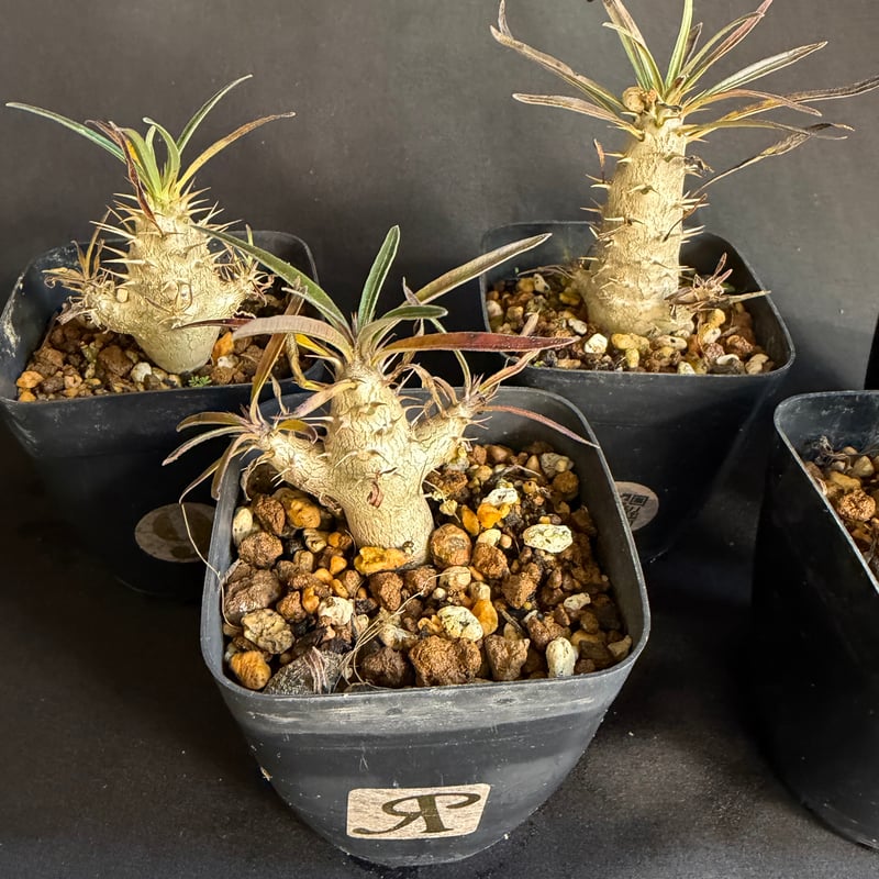 グラキリス 実生 5株セット ②G | HANDS PLANTS