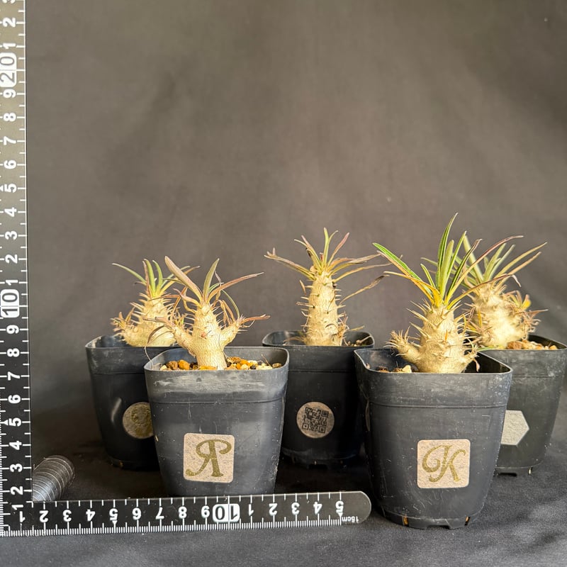 グラキリス 実生 5株セット ②G | HANDS PLANTS