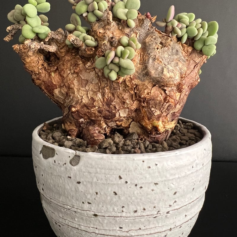 ケラリアピグマエア 現地株 発根済 b5 | HANDS PLANTS