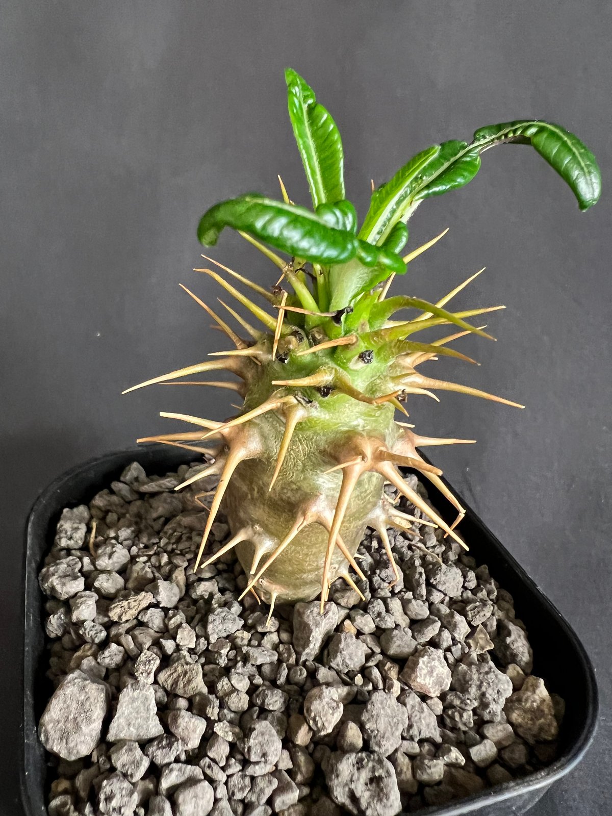 パキポディウム・アンボンゲンセ実生 | HANDS PLANTS