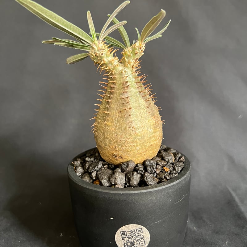 パキポディウムグラキリス 発根済み 14 | HANDS PLANTS