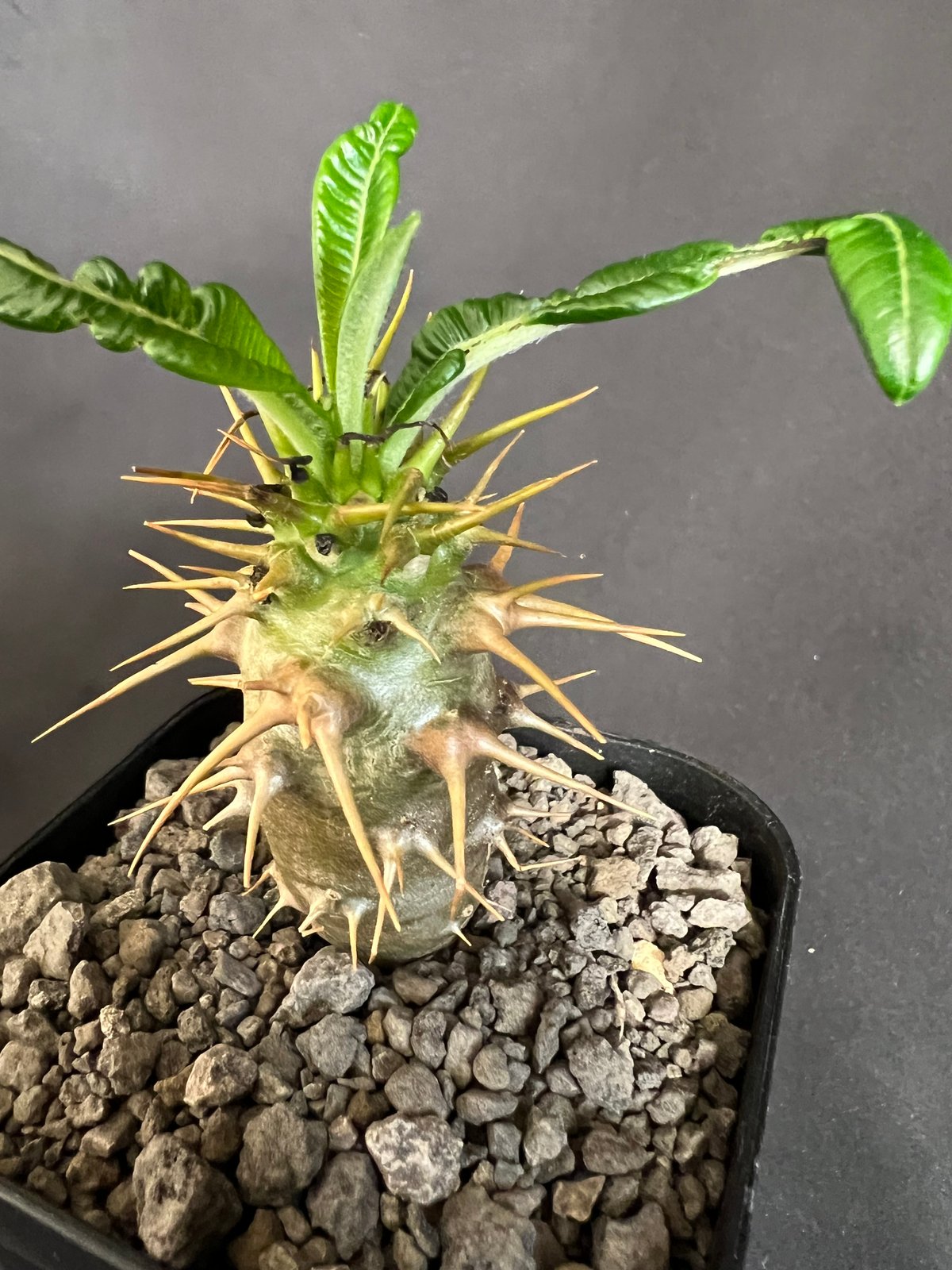 パキポディウム・アンボンゲンセ実生 | HANDS PLANTS