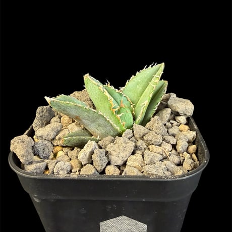 アガベチタノタ麻花龍 | STORES