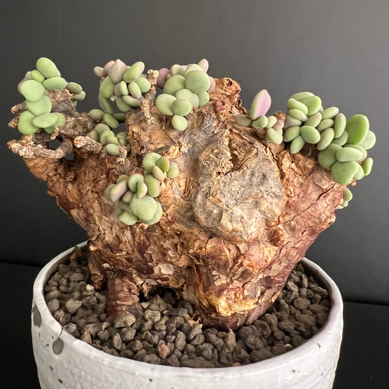 ケラリアピグマエア 現地株 発根済 b5 | HANDS PLANTS