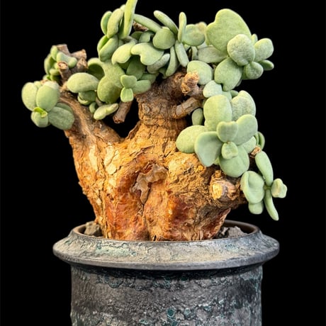 ケラリアピグマエア | STORES