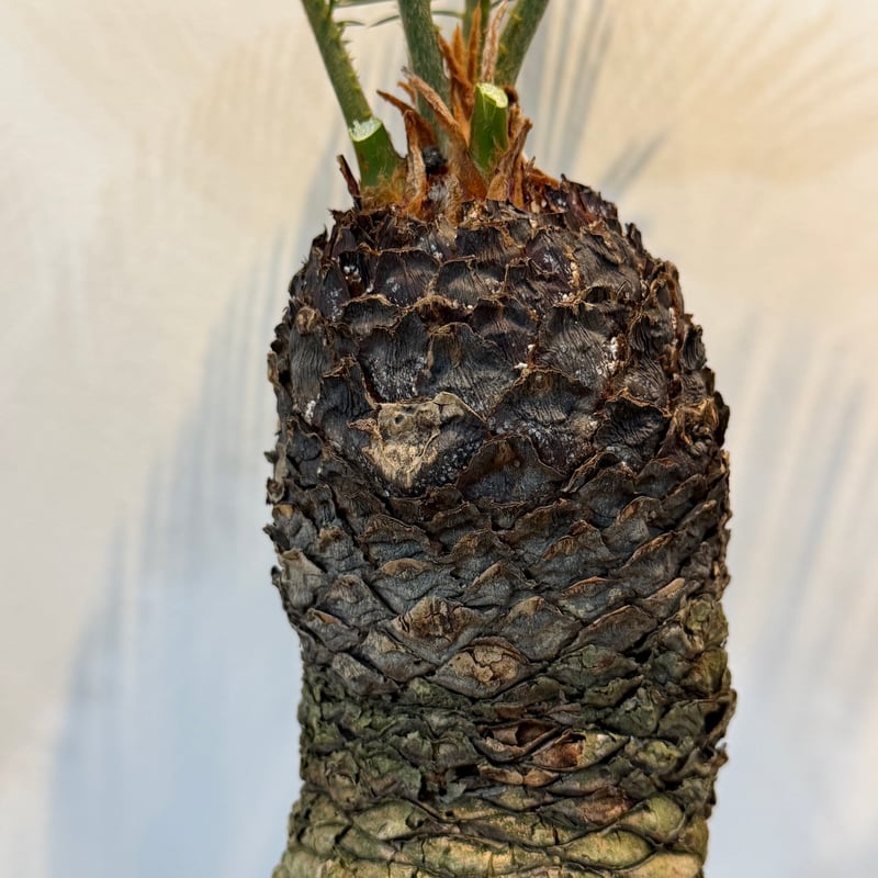 ソテツ サイカス レボルタ | MEGASHEEP