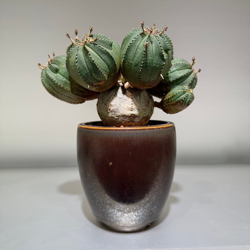 ユーフォルビア オベサ 梵天 斑入 モンスト | MEGASHEEP